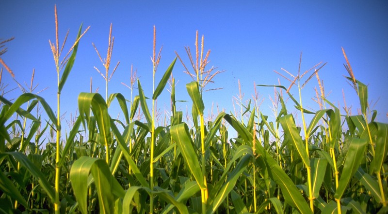 Corn fields gmo