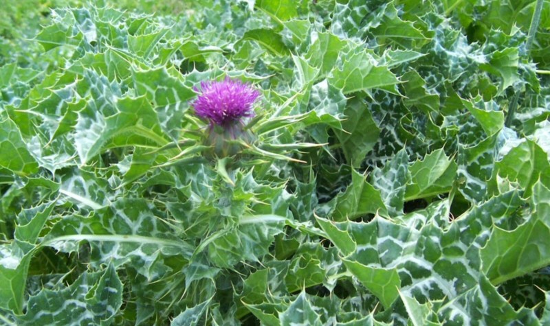 Image result for Milk thistle