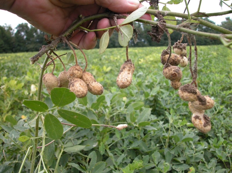 Peanut plant legumes