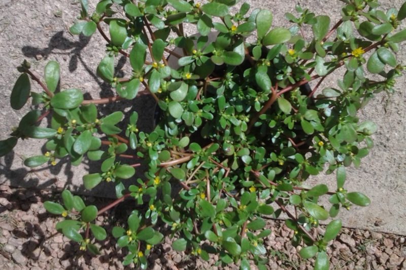 Sidewalk weed purslane