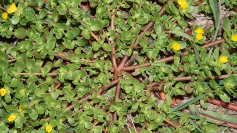 Purslane Portulaca Oleracea Verdolaga Edible Nutritious Weed